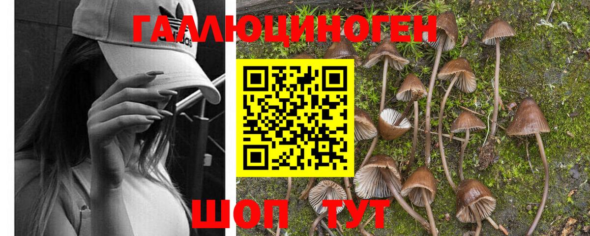 Александров  Псилоцибиновые грибы GOLDEN TEACHER  сколько стоит  Псилоцибиновые грибы Psilocybe  Вход с VPN 